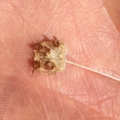 Trifolium cyathiferum