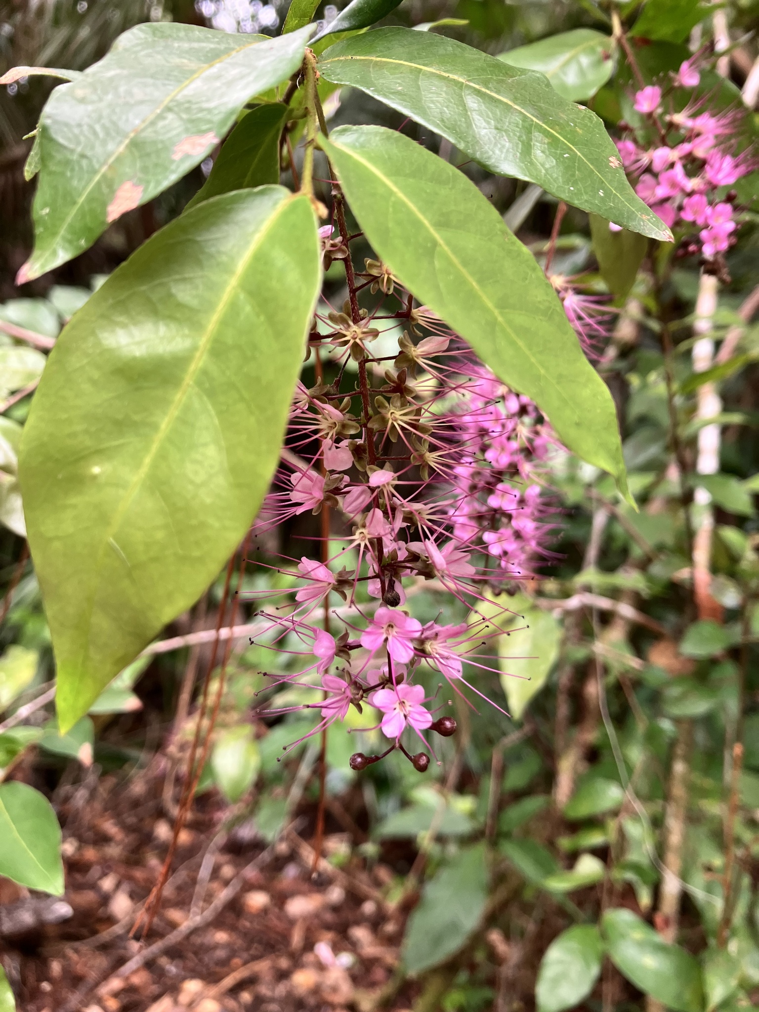 Imagem de Cereja-do-mato