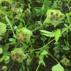 Trifolium cyathiferum