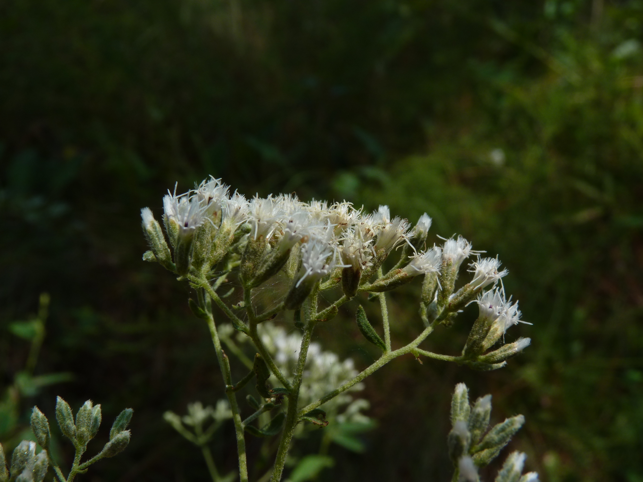 Eupatorium linearifolium