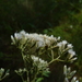 Narrowleaf Bushy Thoroughwort - Photo (c) Nate Hartley, some rights reserved (CC BY-NC), uploaded by Nate Hartley