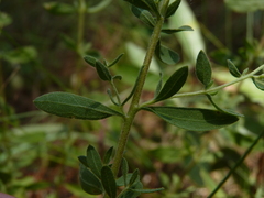 Eupatorium linearifolium