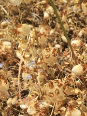 Trifolium cyathiferum