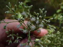 Eupatorium linearifolium