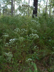 Eupatorium linearifolium