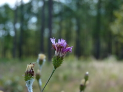 Vernonia acaulis