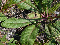 Vernonia acaulis