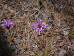 Vernonia acaulis