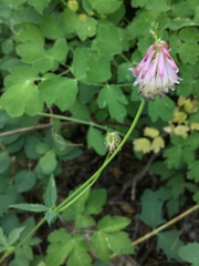 Trifolium productum