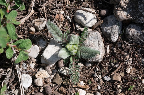 Rhodian Milkvetch (Astragalus gilvus)