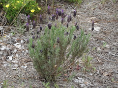 Lavandula