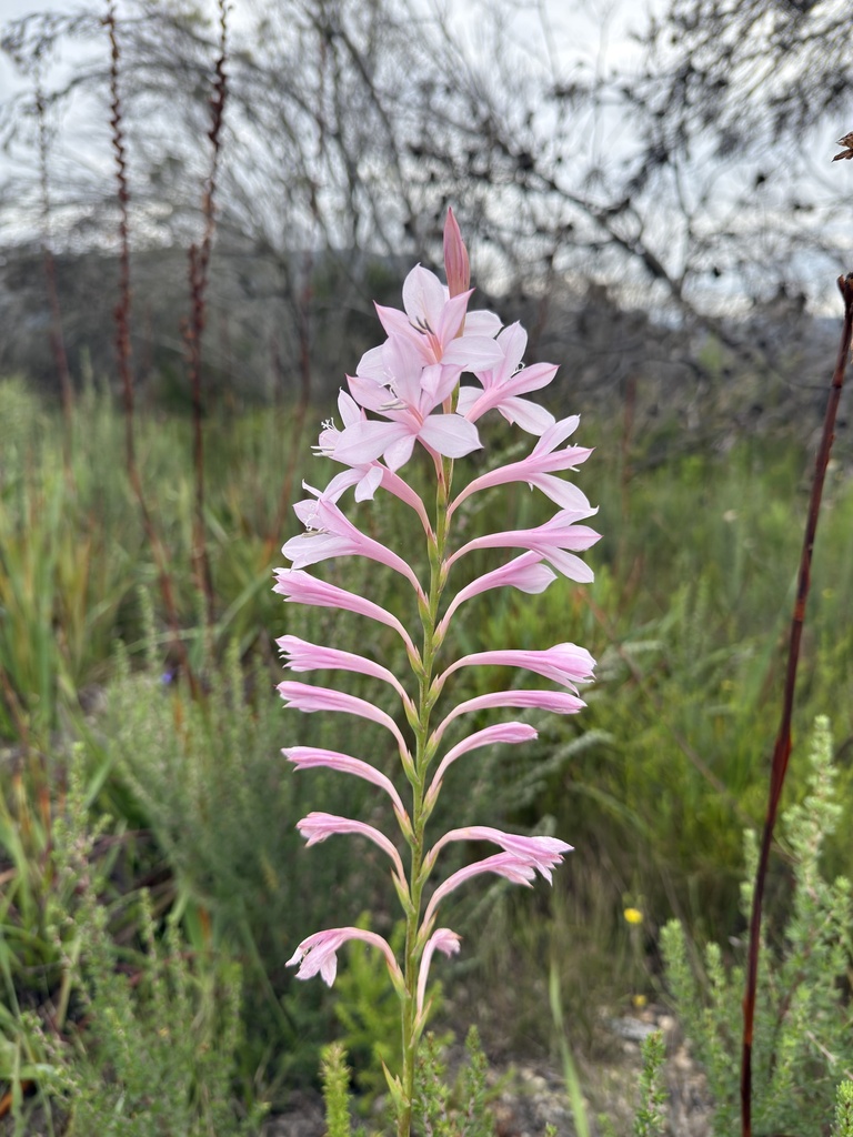 Pink Gardenroute Watsonia