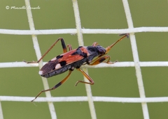 Beosus quadripunctatus