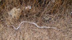 Dolichophis caspius