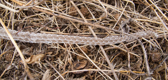 Dolichophis caspius