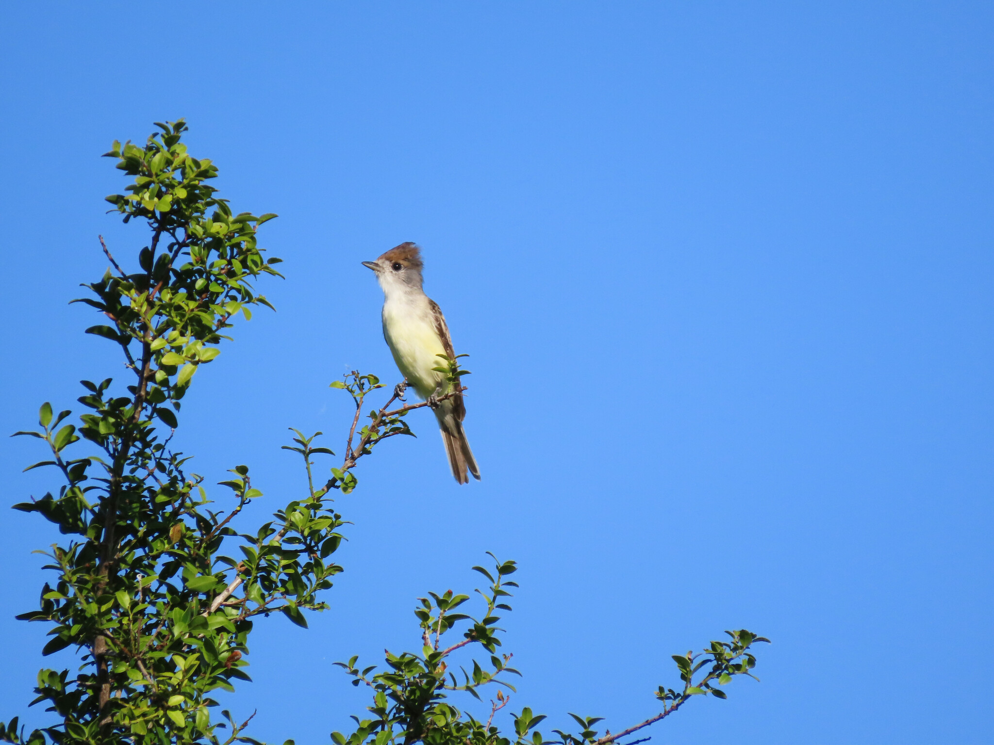 White-naped Xenopsaris (Xenopsaris albinucha), photo 9