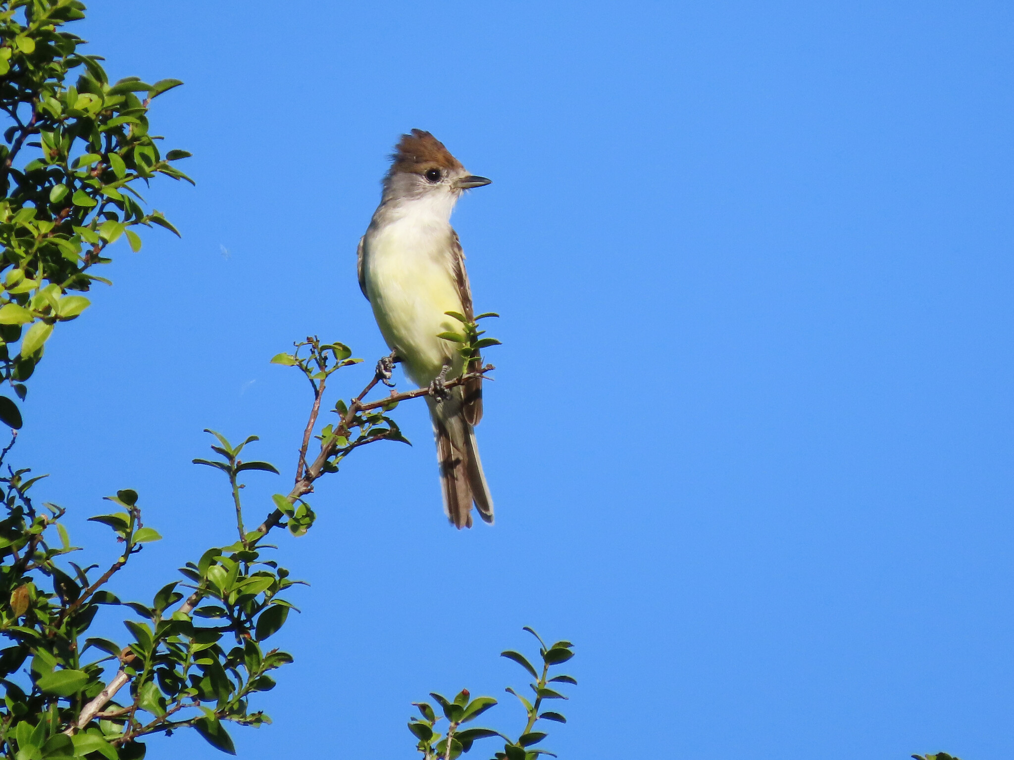 White-naped Xenopsaris (Xenopsaris albinucha), photo 10
