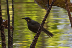 Meliphaga notata