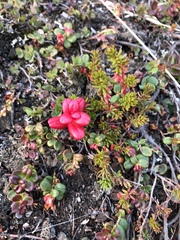 Exobasidium splendidum