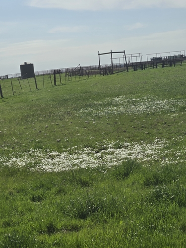 iNaturalist observation photo of Meadowfoams