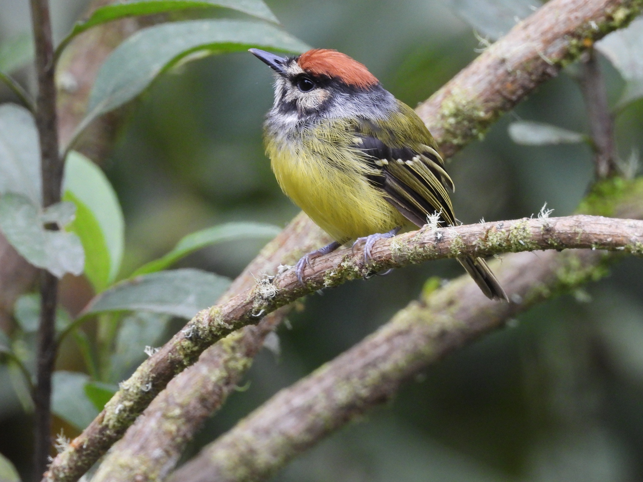 Rufous-crowned Tody-Flycatcher (Poecilotriccus ruficeps), photo 4