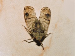 Dichoptera hyalinata