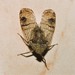 Dichoptera hyalinata - Photo (c) N. Mahathi, alguns direitos reservados (CC BY-NC), uploaded by N. Mahathi