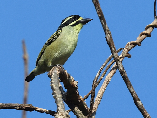 iNaturalist image