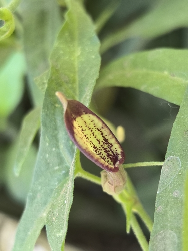 Aristolochia watsonii, photograph 5