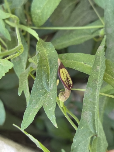 Aristolochia watsonii, photograph 6