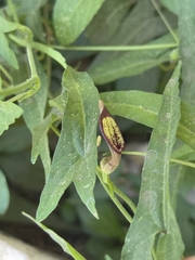 Aristolochia watsonii, photograph Sinaloa Silvestre, CC0, iNaturalist via GBIF