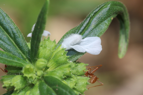 Image of Ceylon slitwort by (c) Edmundas Greimas, some rights reserved (CC BY)