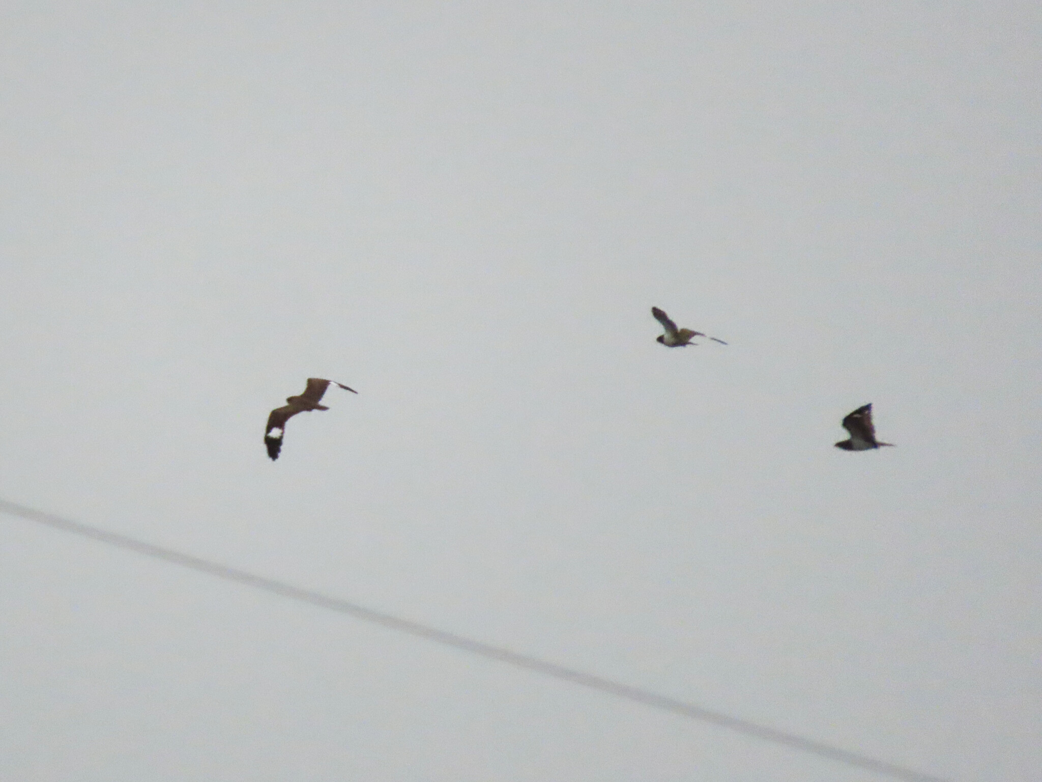 Nacunda Nighthawk (Chordeiles nacunda), photo 10
