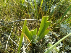 Iris halophila