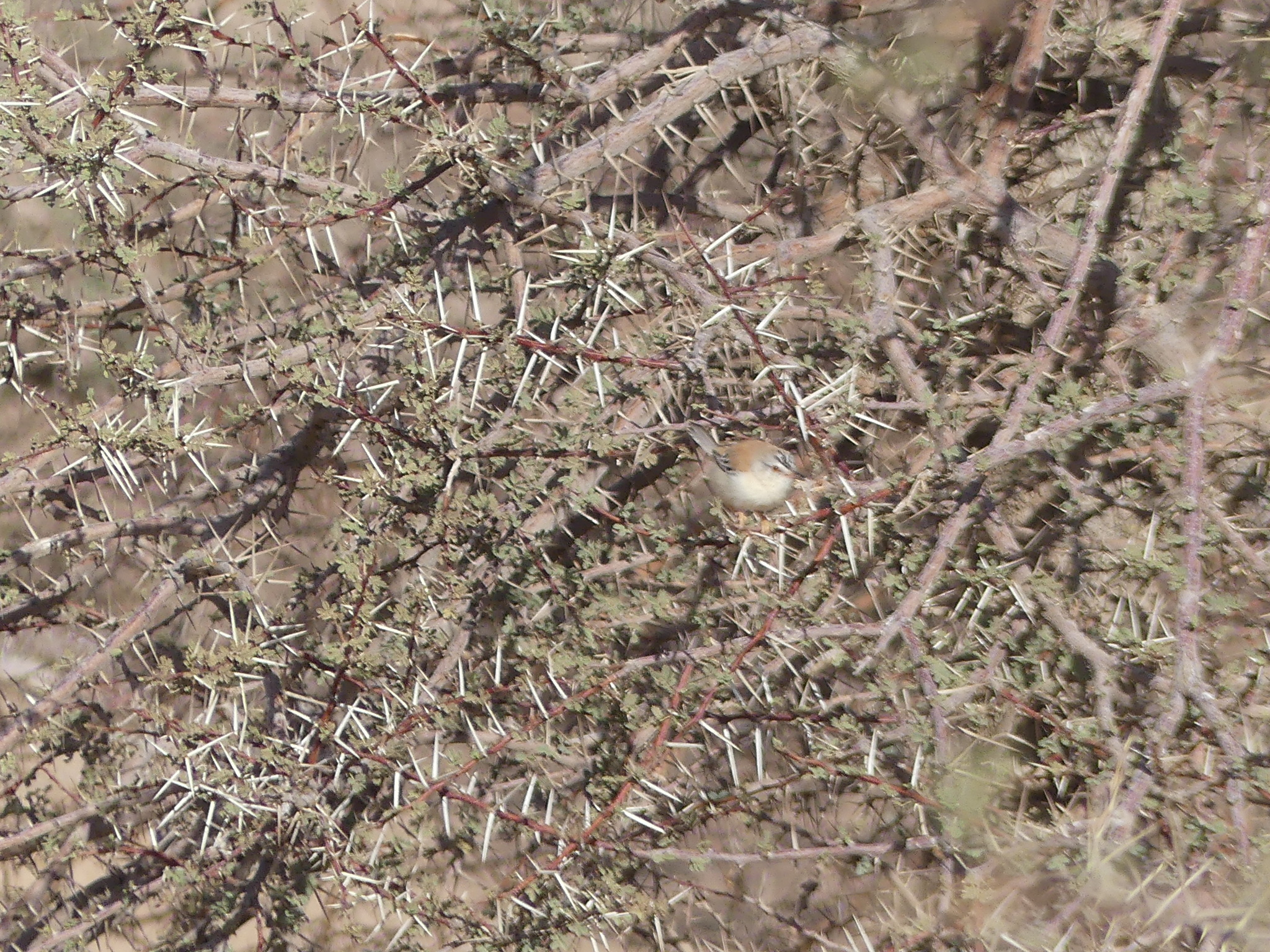 Cricket Warbler (Spiloptila clamans), photo 2