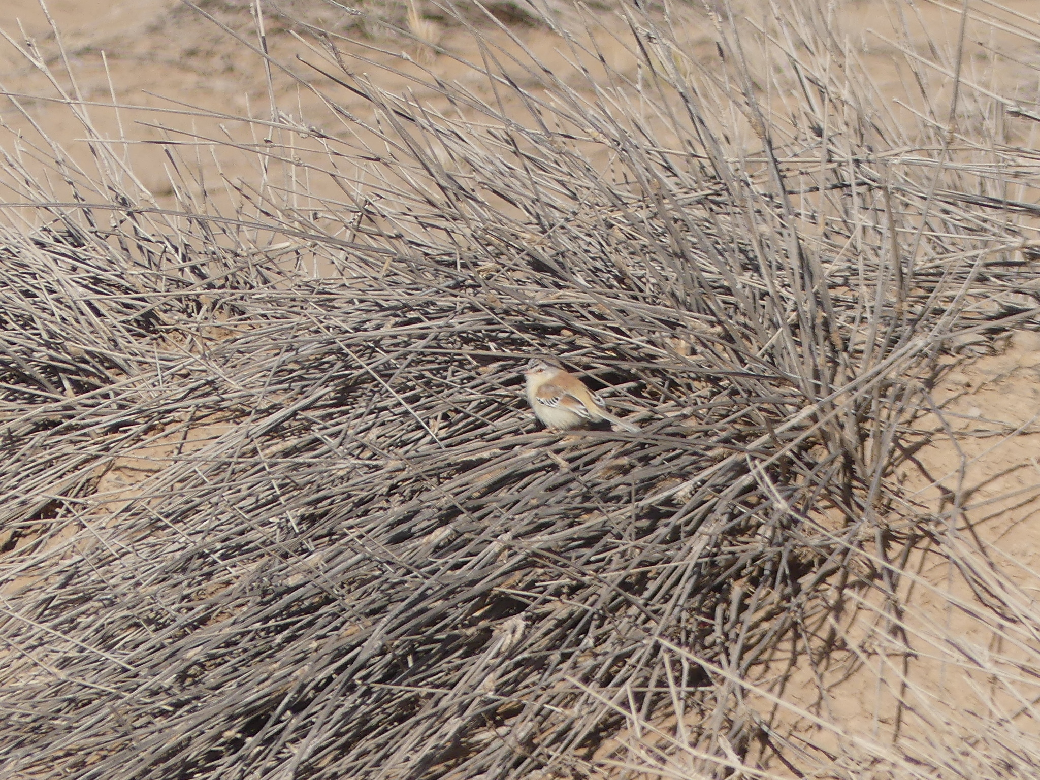 Cricket Warbler (Spiloptila clamans), photo 3