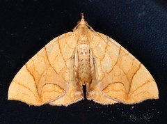 Eulithis diversilineata