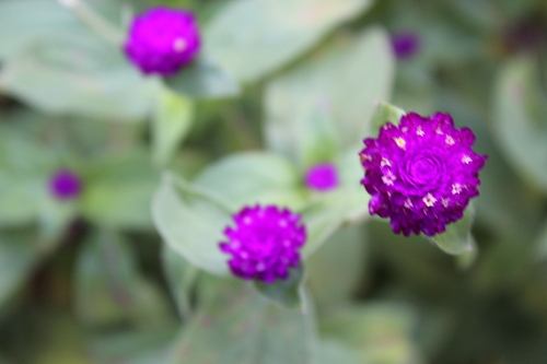 Gomphrena globosa observed 2018-10-14