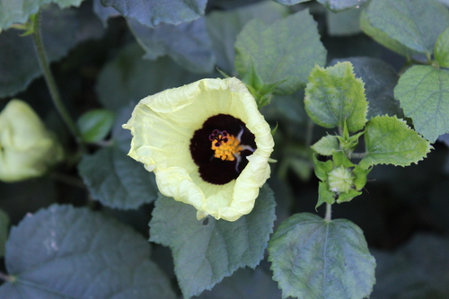 Hibiscus ovalifolius observed 2018-10-14