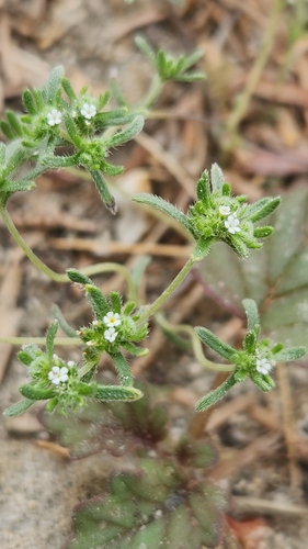 Image of Eremocarya micrantha by no rights reserved