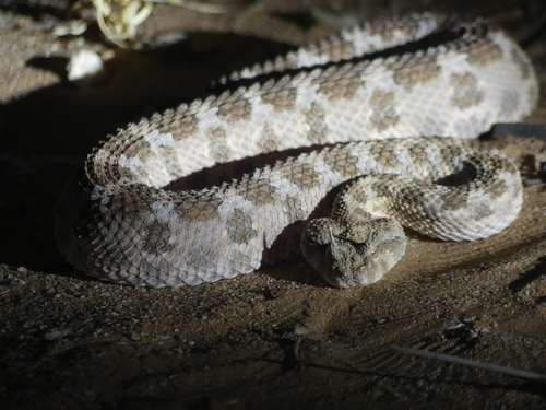 Desert Horned Viper