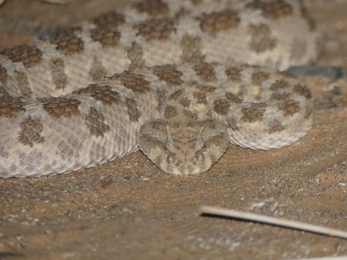 Desert Horned Viper