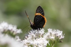 Riodina lycisca