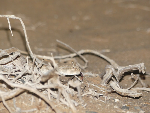 Desert Horned Viper