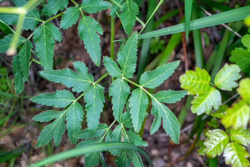 Angelica californica, photograph 6