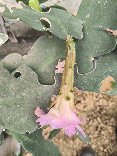 Disocactus macdougallii, photograph 5
