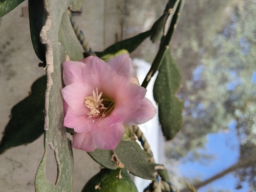 Disocactus macdougallii, photograph 4