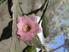 Disocactus macdougallii, photograph (c) Neptalí Ramírez Marcial, some rights reserved (CC BY)