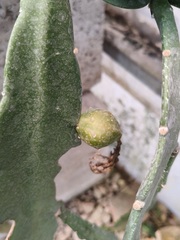 Disocactus macdougallii, photograph (c) Neptalí Ramírez Marcial, some rights reserved (CC BY)