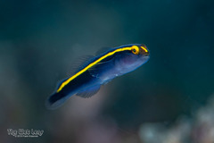 Yellowprow Goby photo 3